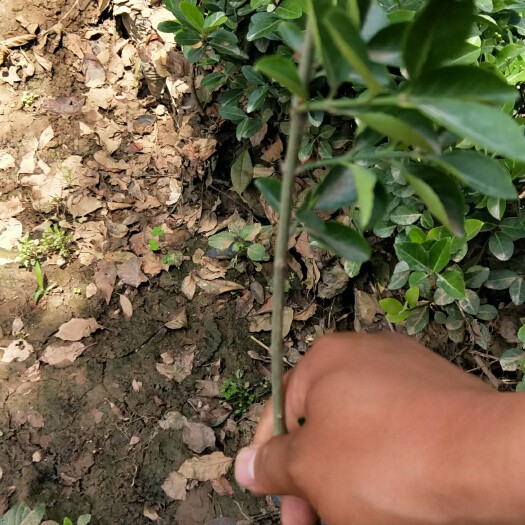 周至县胶东卫矛