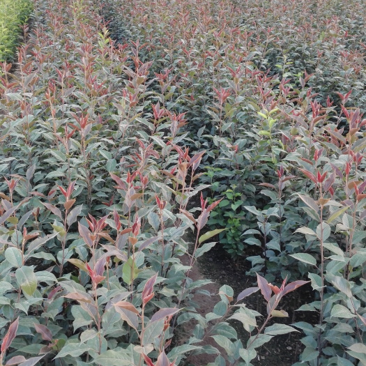 泰安鲁丽苹果苗 1~1.5米 