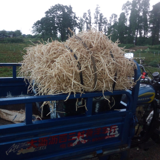 佛山鱼腥草根