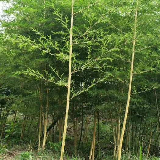 沭阳县金镶玉竹