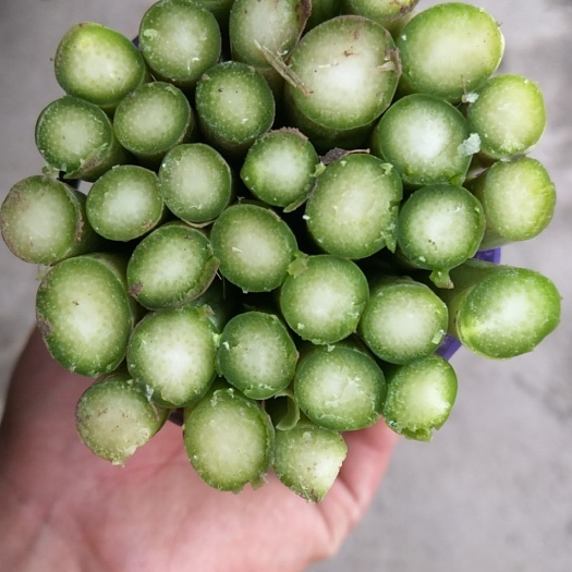 南通绿芦笋 江苏省南通市海门市 混装通货