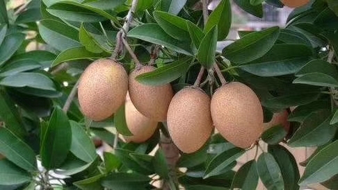 灵山县人心果树苗 