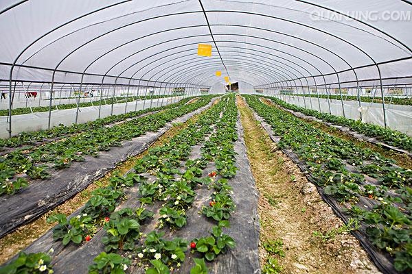 泰安脱毒草莓苗 地栽苗 10公分以下