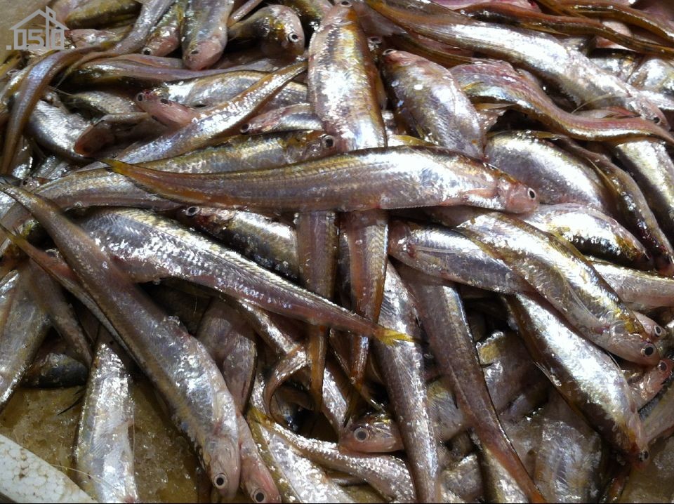 微山湖毛刀鱼照片图片