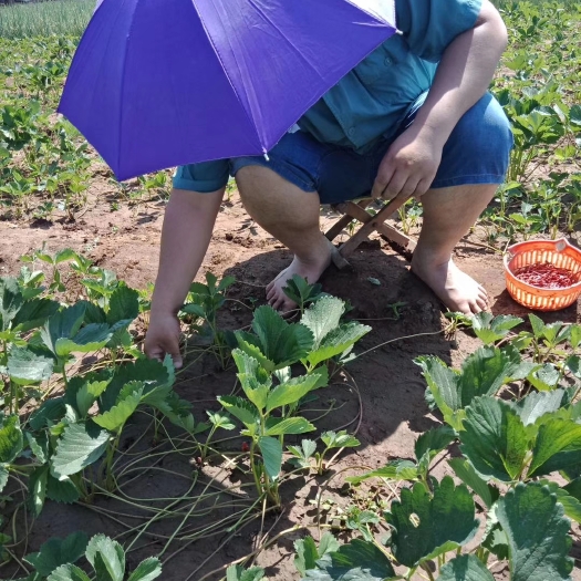 泰安甜查理草莓苗 地栽苗 20~30公分