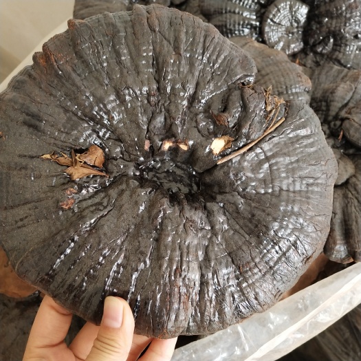 安国市批发黑灵芝黑底大个灵芝3－4个500克包邮非紫灵芝赤灵芝红