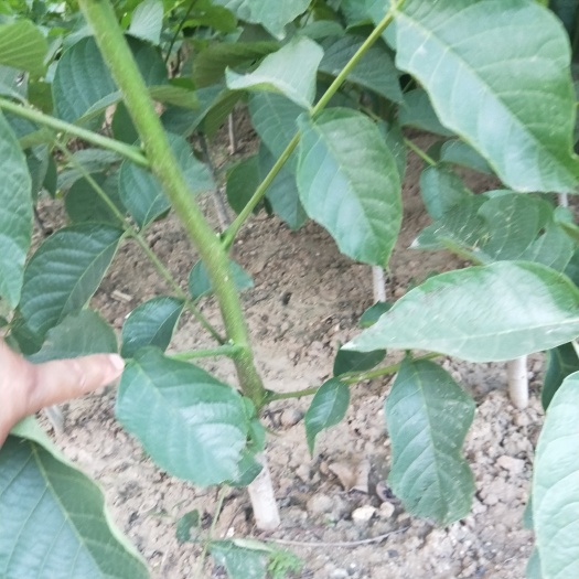 泰安薄皮核桃苗 