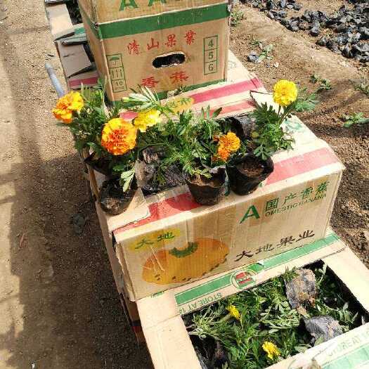 青州市孔雀草种子