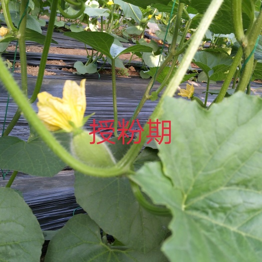 海阳市网纹瓜 2斤以上