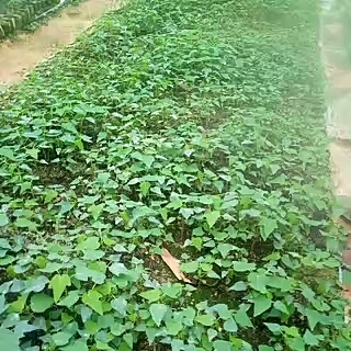 灵山县红心木瓜苗  