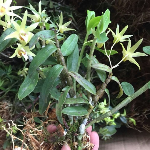 沧源县铁皮石斛