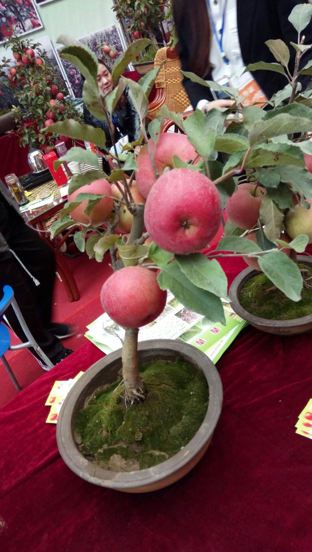 泰安红富士苹果苗 0.5米以下