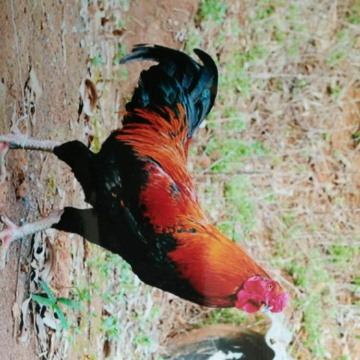 南宁杂交斗鸡苗 公