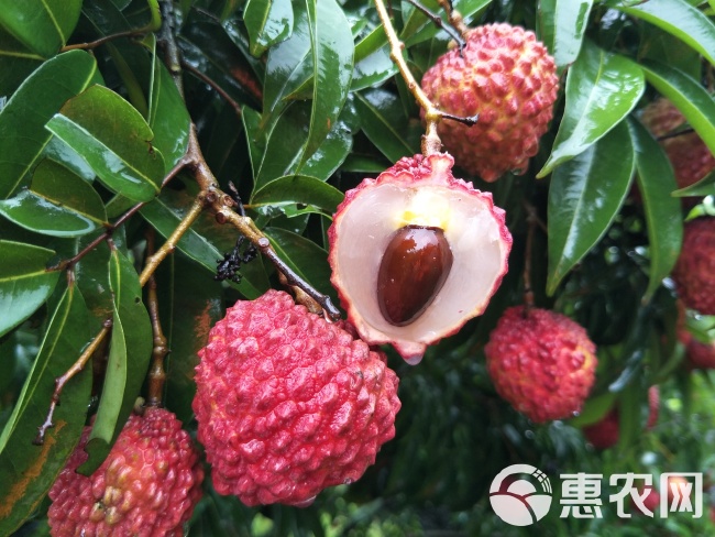 荔枝王 2cm