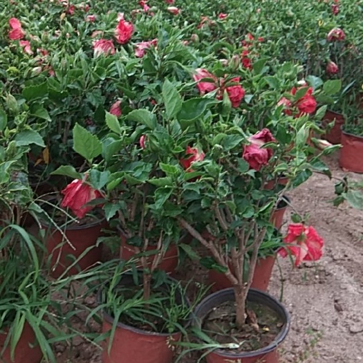 石家庄醉芙蓉 
