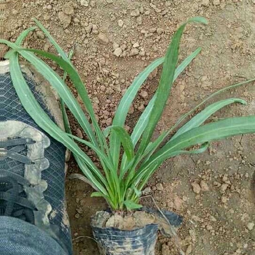 青州市蛇鞭菊