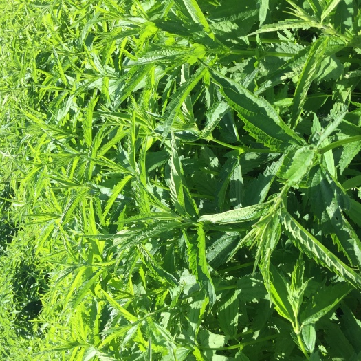 绥芬河市蜇麻子菜