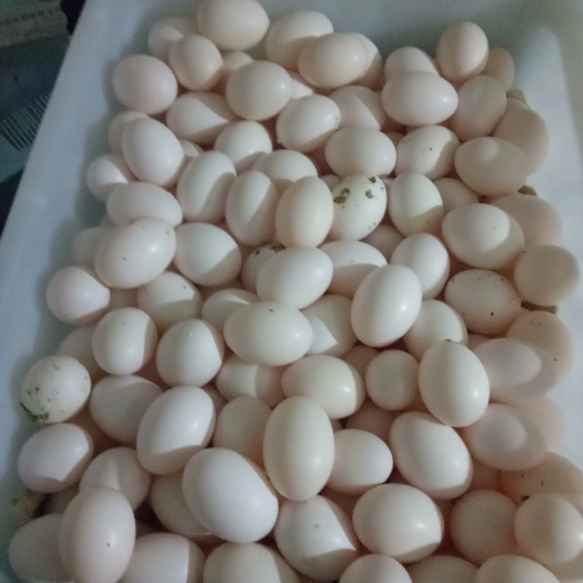 临漳县美国王鸽蛋 30起批