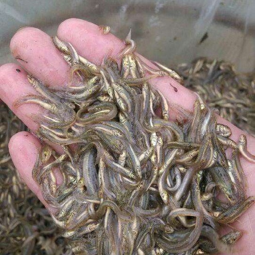 镇雄县泥鳅苗  支持送货上门，货到付款量大从优，四川，云南，贵州，