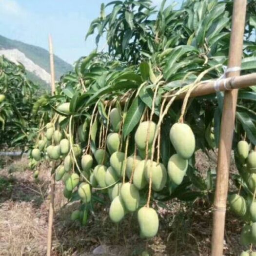 灵山县金煌芒果苗 