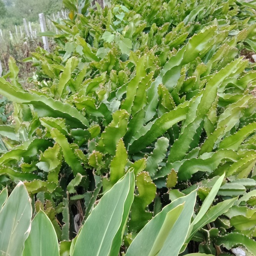 关岭县贵州红心火龙果苗