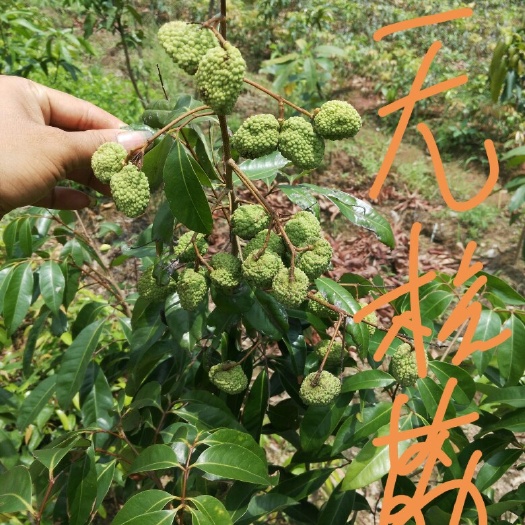 灵山县无核荔枝苗