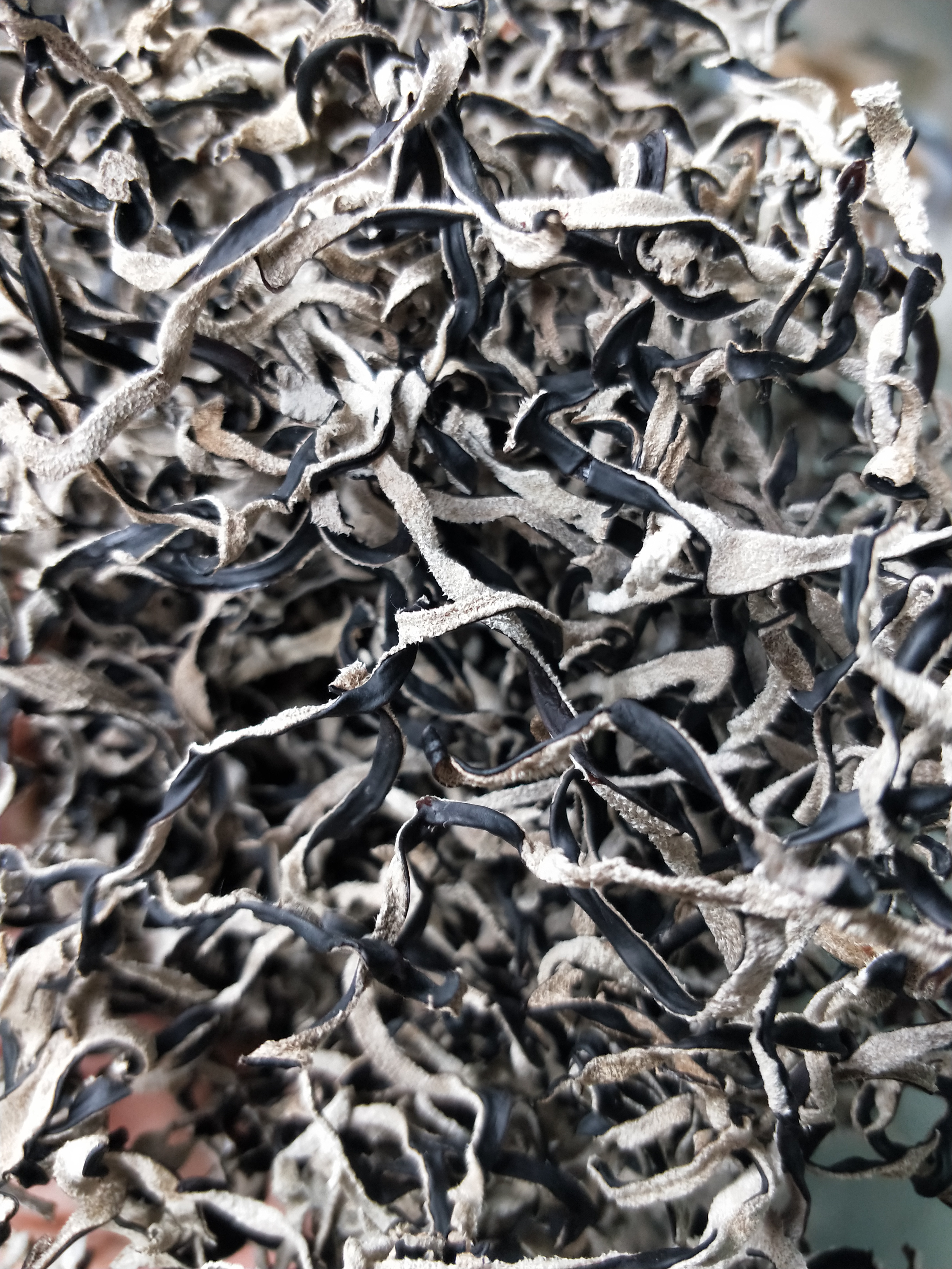 电商用头茬木耳丝二茬木耳丝，毛木耳丝白背黑木耳丝无根木耳丝