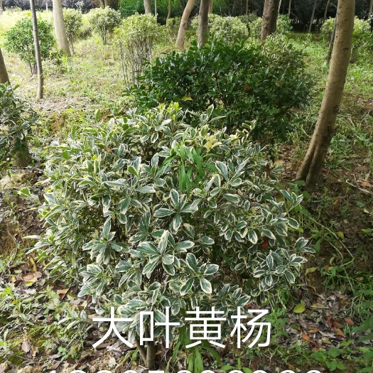 肥西县黄杨瓜子球