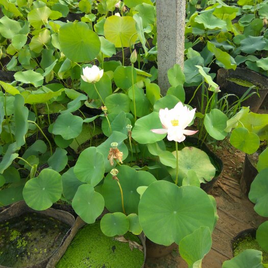 安新县荷花