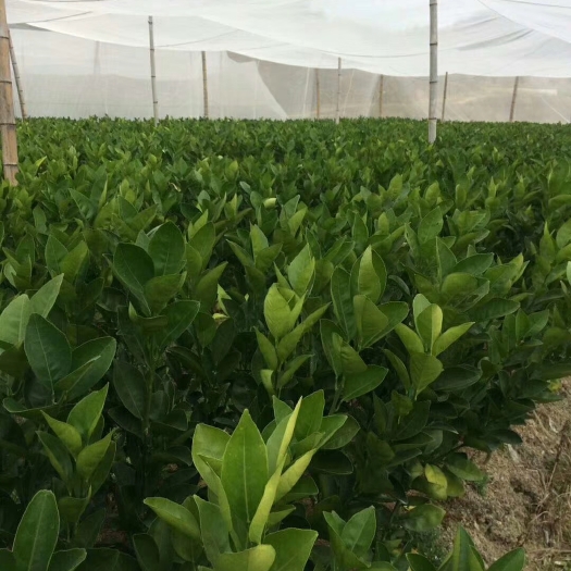安远县纽荷尔脐橙苗 嫁接苗 0.5~1米 