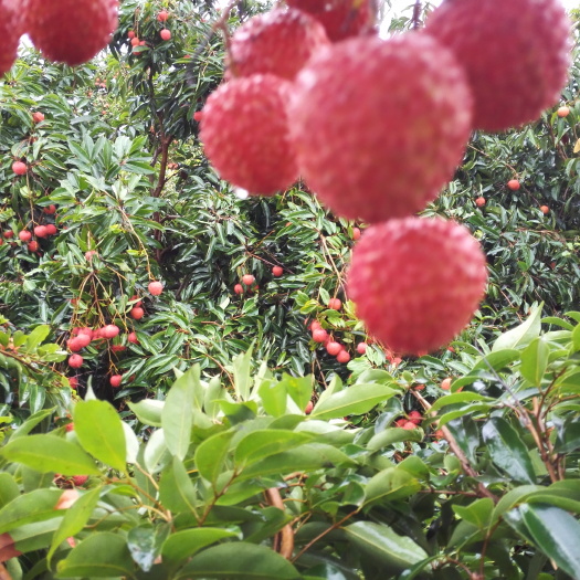 高州市桂味荔枝  高州贵味荔枝