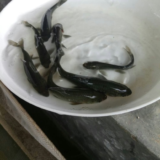 广州青鱼苗 