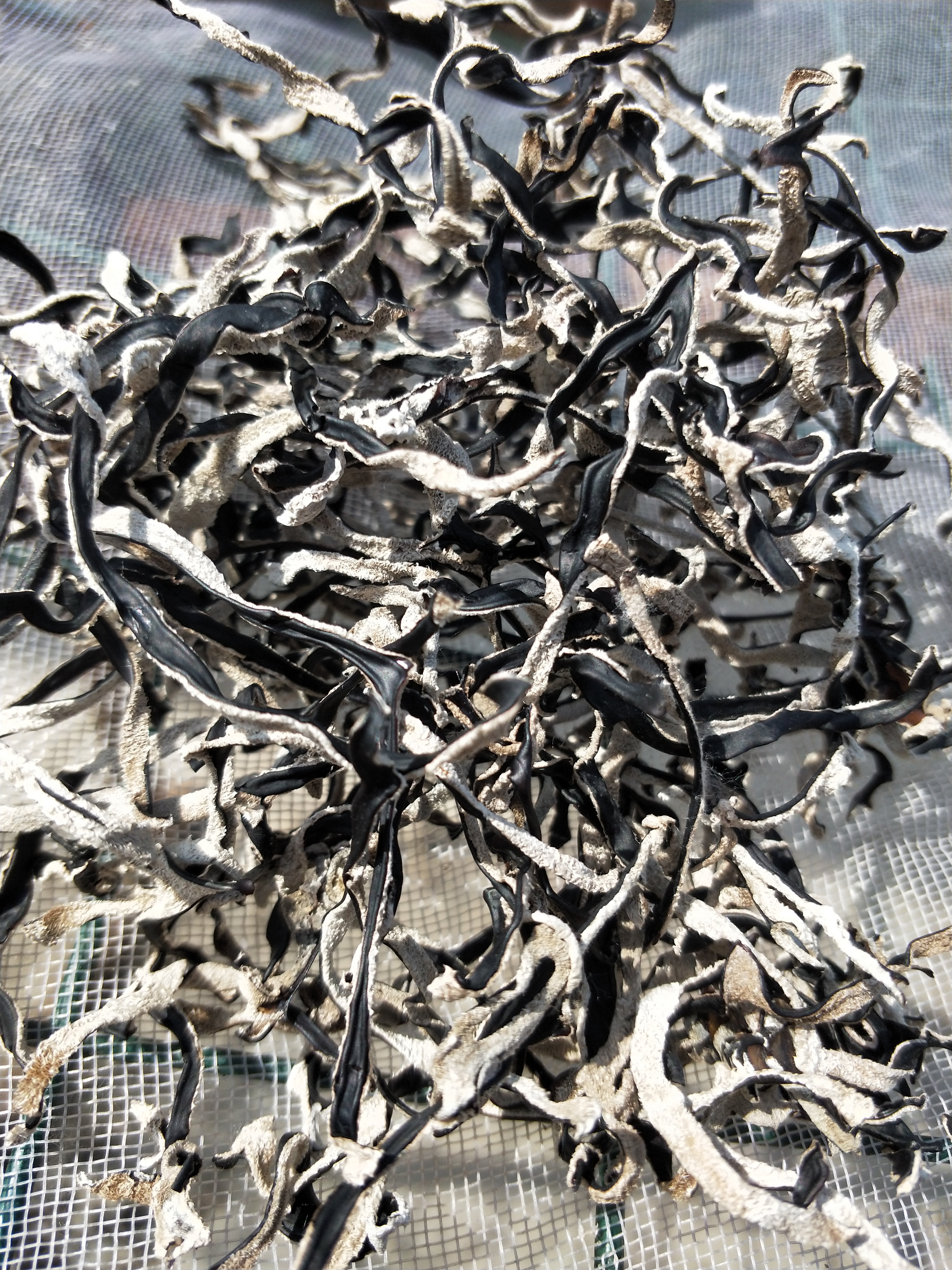 电商用头茬木耳丝二茬木耳丝，毛木耳丝白背黑木耳丝无根木耳丝