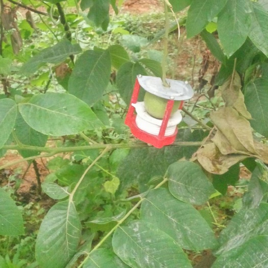 涞水县麻核桃树 