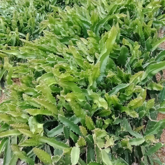 关岭县红皮白肉火龙果苗