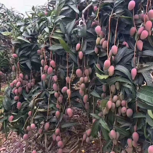 田东县 广西百色芒果 贵妃芒 小贵妃