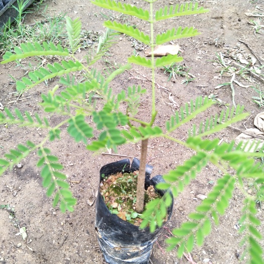 凤凰木苗红花楹庭院园林绿化观花绿植