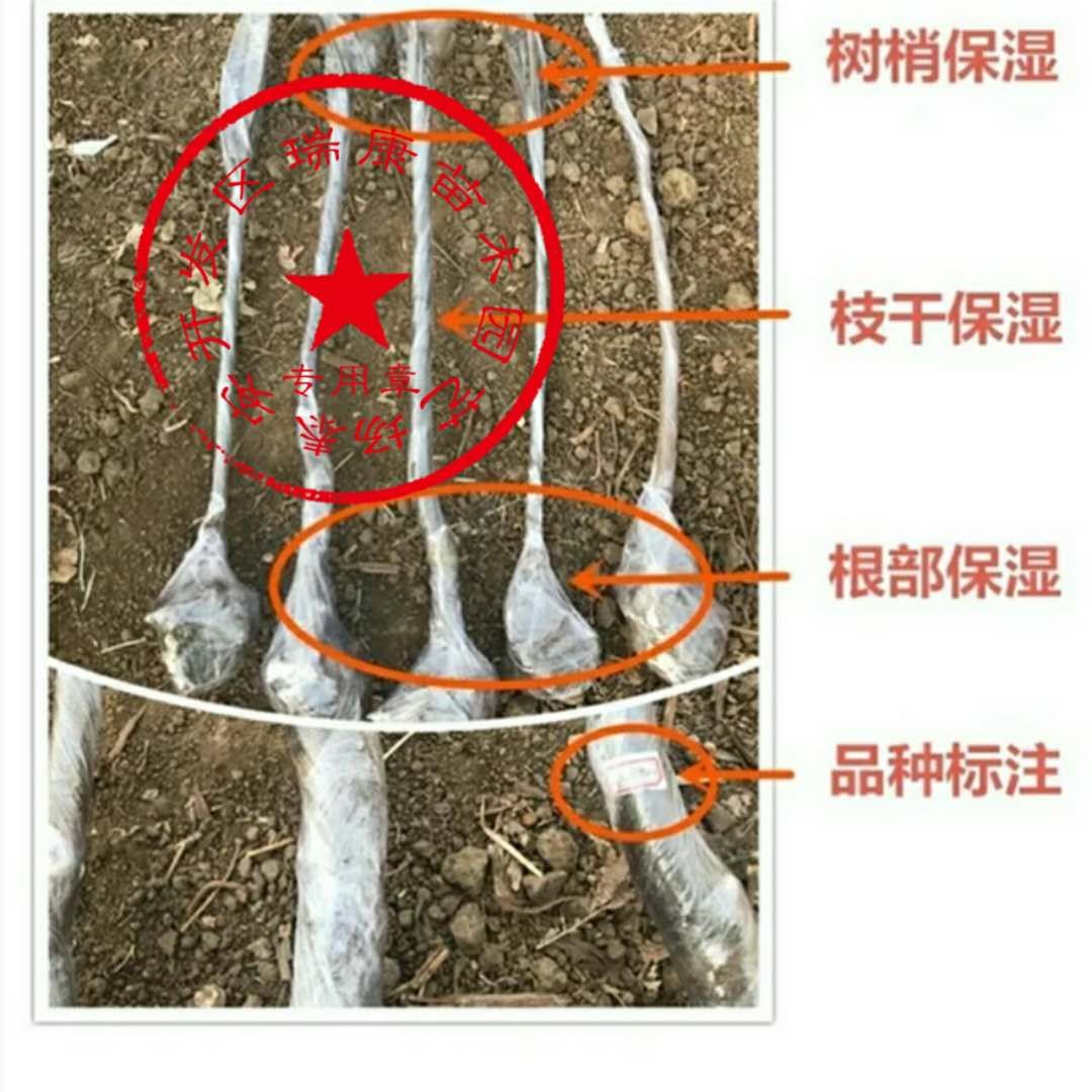 瑞士红色之爱苹果苗 1~1.5米 