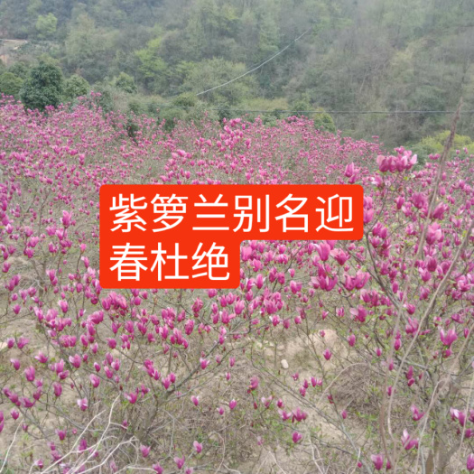 岳西县和谐系列