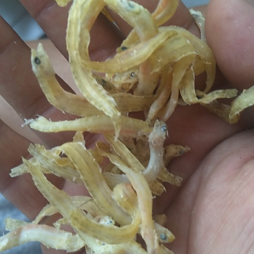小银鱼 面条鱼 凤尾鱼 丁香鱼麻辣食材原料
