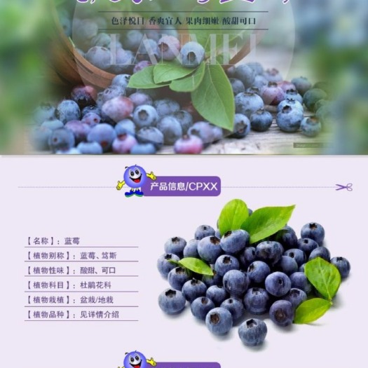 泰安薄雾蓝莓苗 