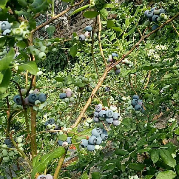 北陆蓝莓 鲜果 12 - 14mm以上