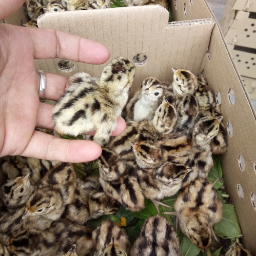 广州山鸡苗