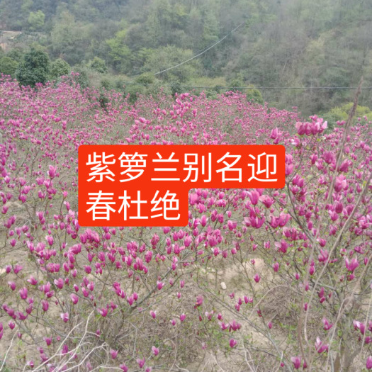 岳西县和谐系列
