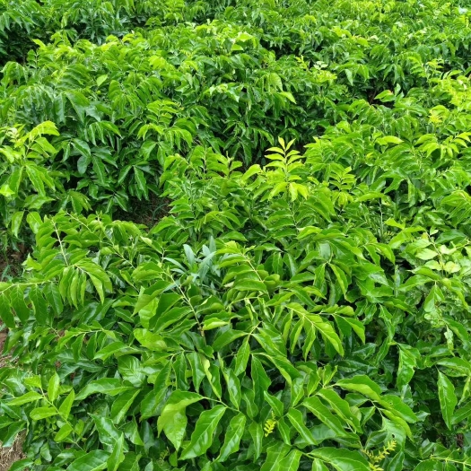 灵山县黑黄皮果苗