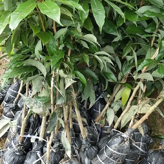 灵山县妃子笑荔枝苗