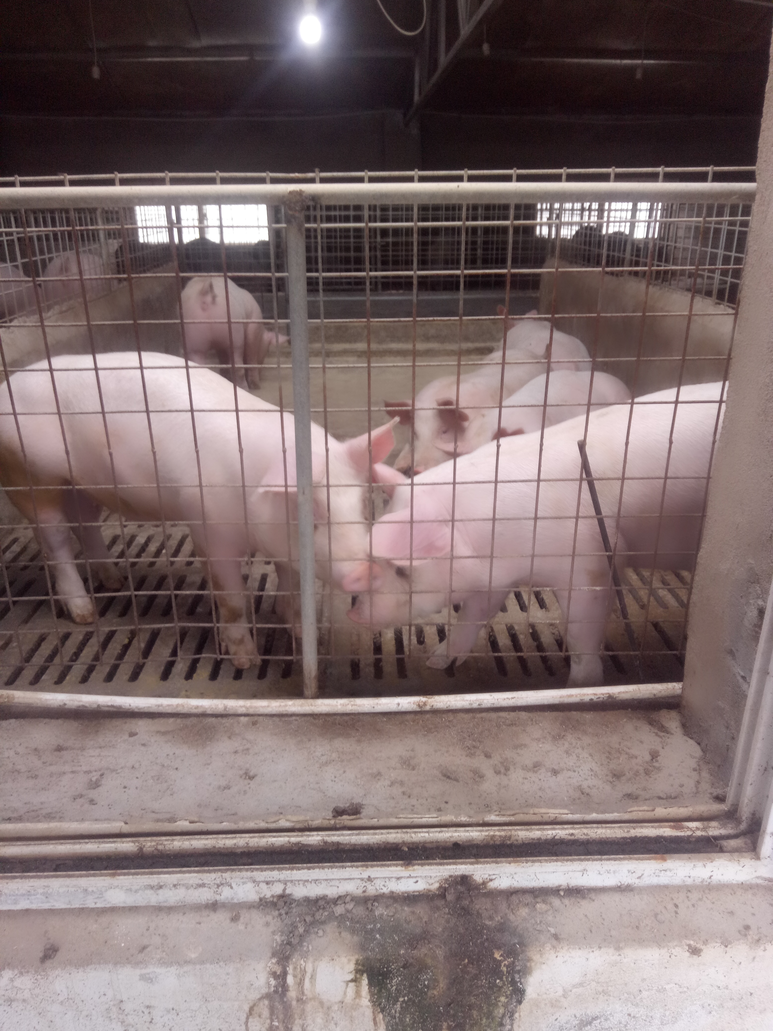 新沂市杂交猪  二元母猪，精品母猪奶水好，产仔多，支持专车运输全国