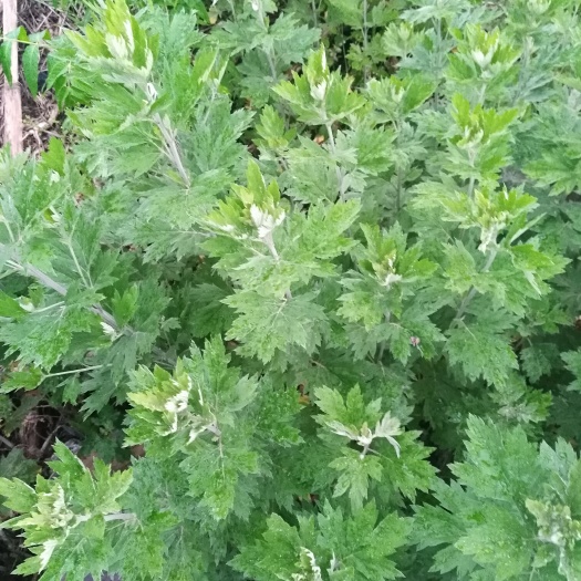 大白艾草，艾叶