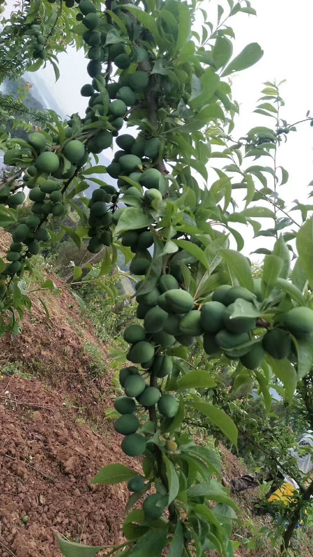 奈李苗  根系发达，苗子粗壮包纯度