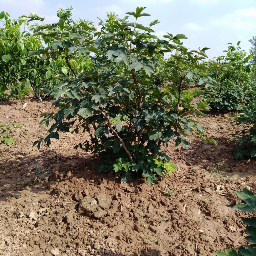 菏泽牡丹树 1~1.5米 2cm以下 4cm以下